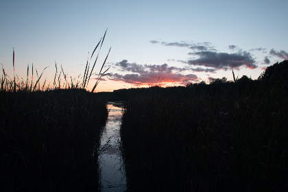 赛狗比赛规则详解：新手必读的赛事指南